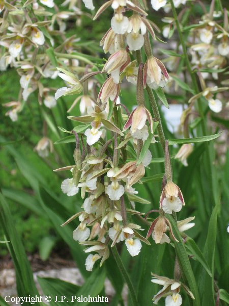 Epipactis palustris
